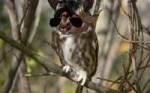 owlraiser.png