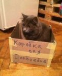 гв2г.png