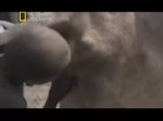  .webm