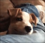 1513236551147061073.webm