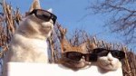 cats in sunglasses.gif