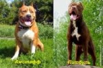 amstaff-i-pitbul3[1].jpg