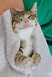 sleeping-cats-103-57d2b03f6d76a605thumb.jpg
