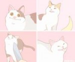 cat meme collage.jpg