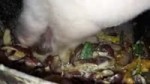  .webm