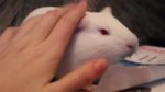15290104841170.webm