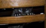 guilefulcats02.jpg