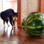 image.jpeg