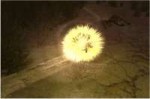 Nightstar.gif