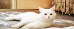 tumblrmihsfoGaJc1s5yqooo3r1500.gif