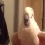 parrotmad.mp4