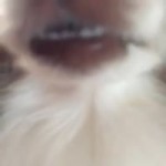 15186222661060.webm