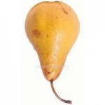 pear.jpg