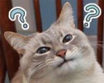 catwatblin.jpg