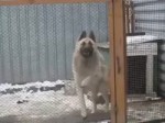Dog Dancing.mp4