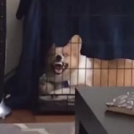 Laugh Dog.mp4
