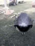 15350434770850.gif