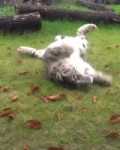 silly cat.mp4