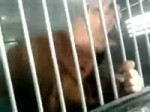 15230943008720.webm