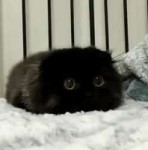 catos.gif