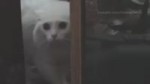 Wake me meow.webm