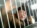 15230943008720.webm