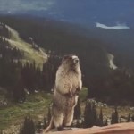 Beaver Scream.mp4