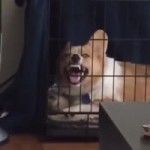 Laugh Dog.mp4