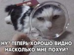 cat (750).jpg