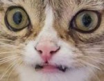 dolbaebahaha.png