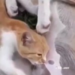 15363386232550.mp4