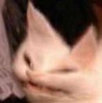 deformed cat 8.jpg
