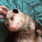 LbAqwjZ.mp4