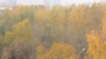 прыгайвниз.webm