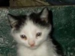 cat (420).jpg