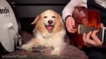 Dog Drums.mp4
