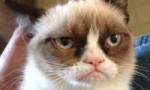 Grumpy-Cat-880x528[1].jpg