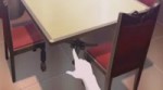 стулстол.webm