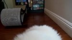 Кис - кис.webm