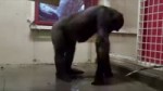 Untitled.webm