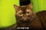 лок тар огар.jpg