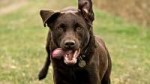 www.GetBg.netAnimalsDogsDogrunshistongueout045310.jpg