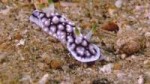 морская-улитка-морской-зверёк-гифки-подводный-мир-4711704.gif
