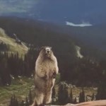 Beaver Scream.mp4