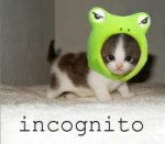 incognitokitten.jpg