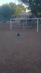 15283108840650.webm