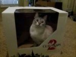 cat-stuff.jpg