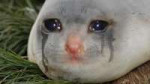 crying cat.jpg