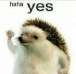 yes hedgehog.jpg