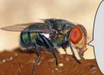fly.jpg